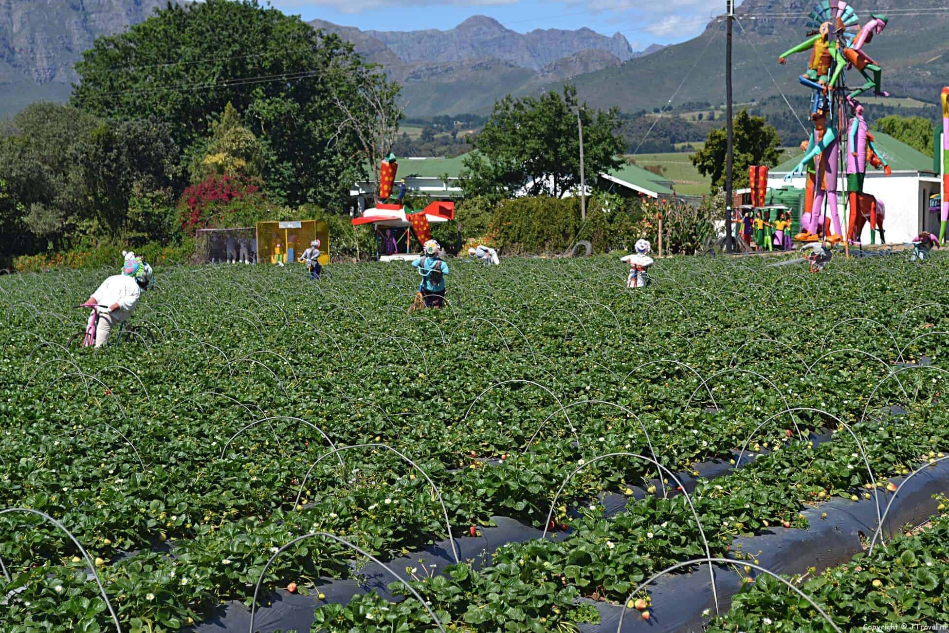 Mooiberge in Zuid-Afrika