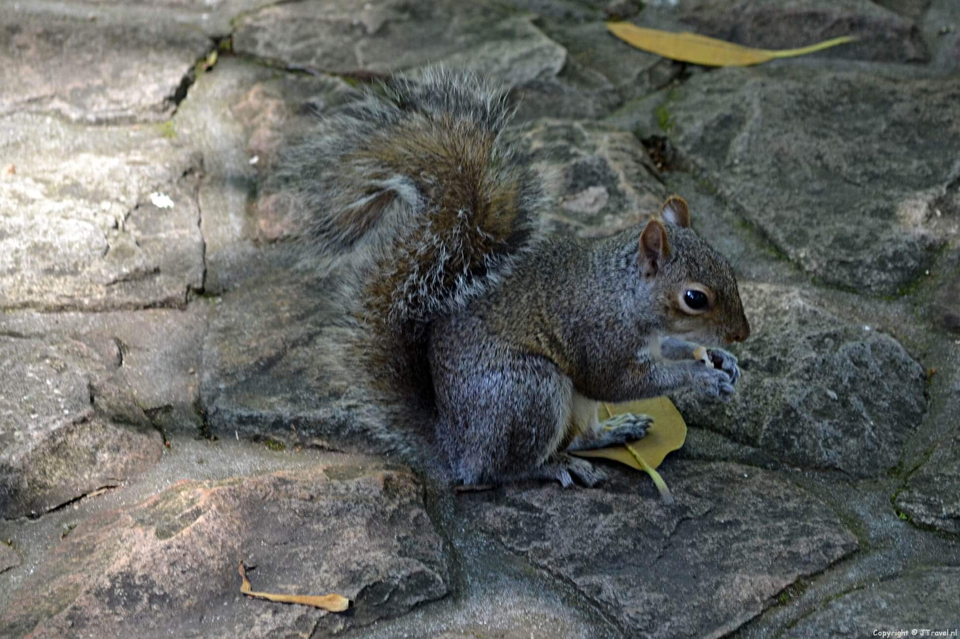 Company's Garden in Kaapstad in Zuid-Afrika