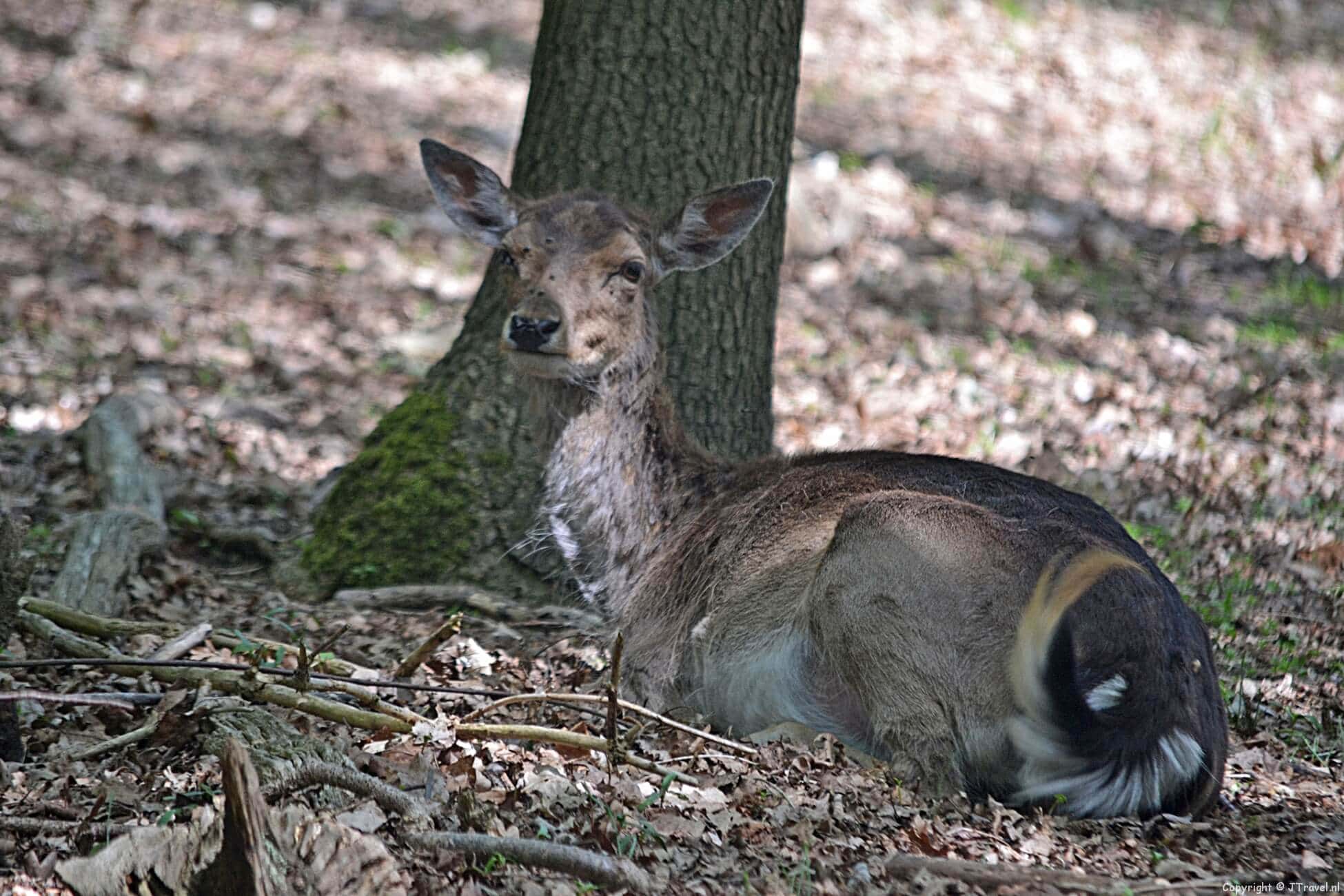 Foto's van mijn wandeling in de Amsterdamse Waterleidingduinen op 11 mei 2015