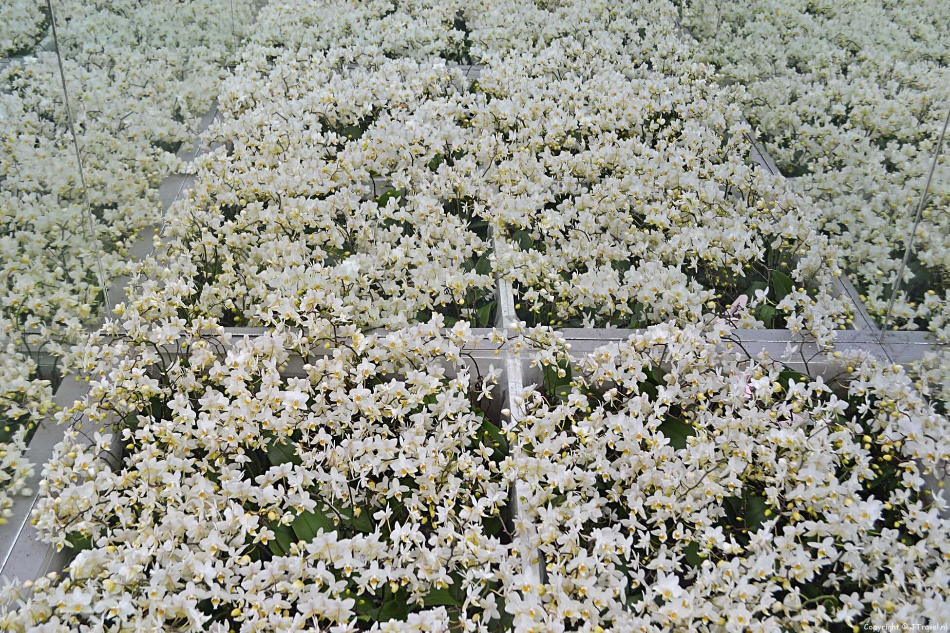 Foto's van de binnententoonstelling op de Keukenhof 2015