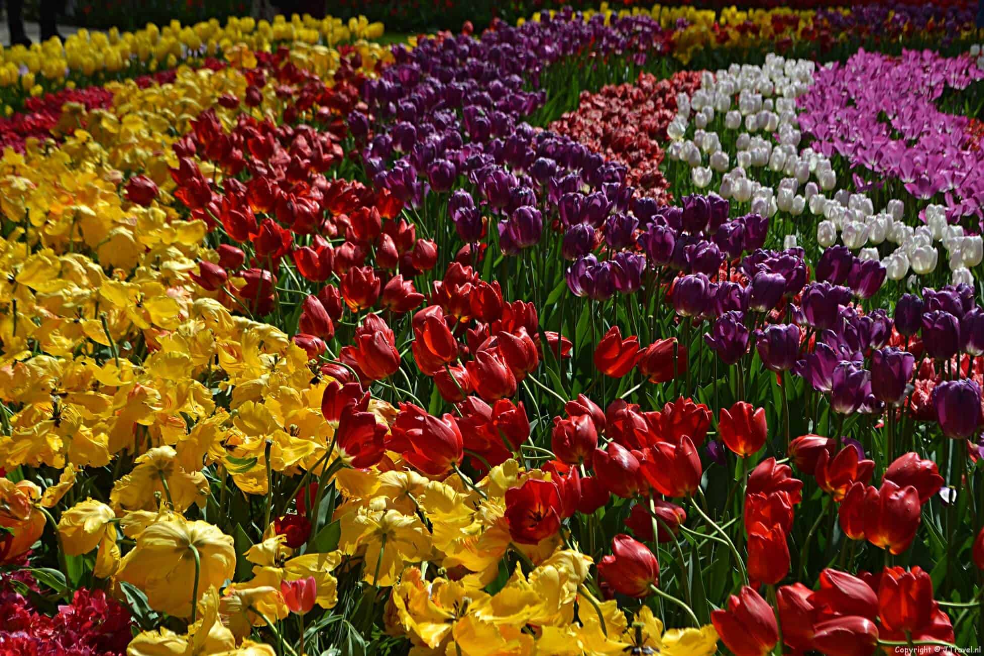 Foto's van het buitengedeelte op de Keukenhof 2018