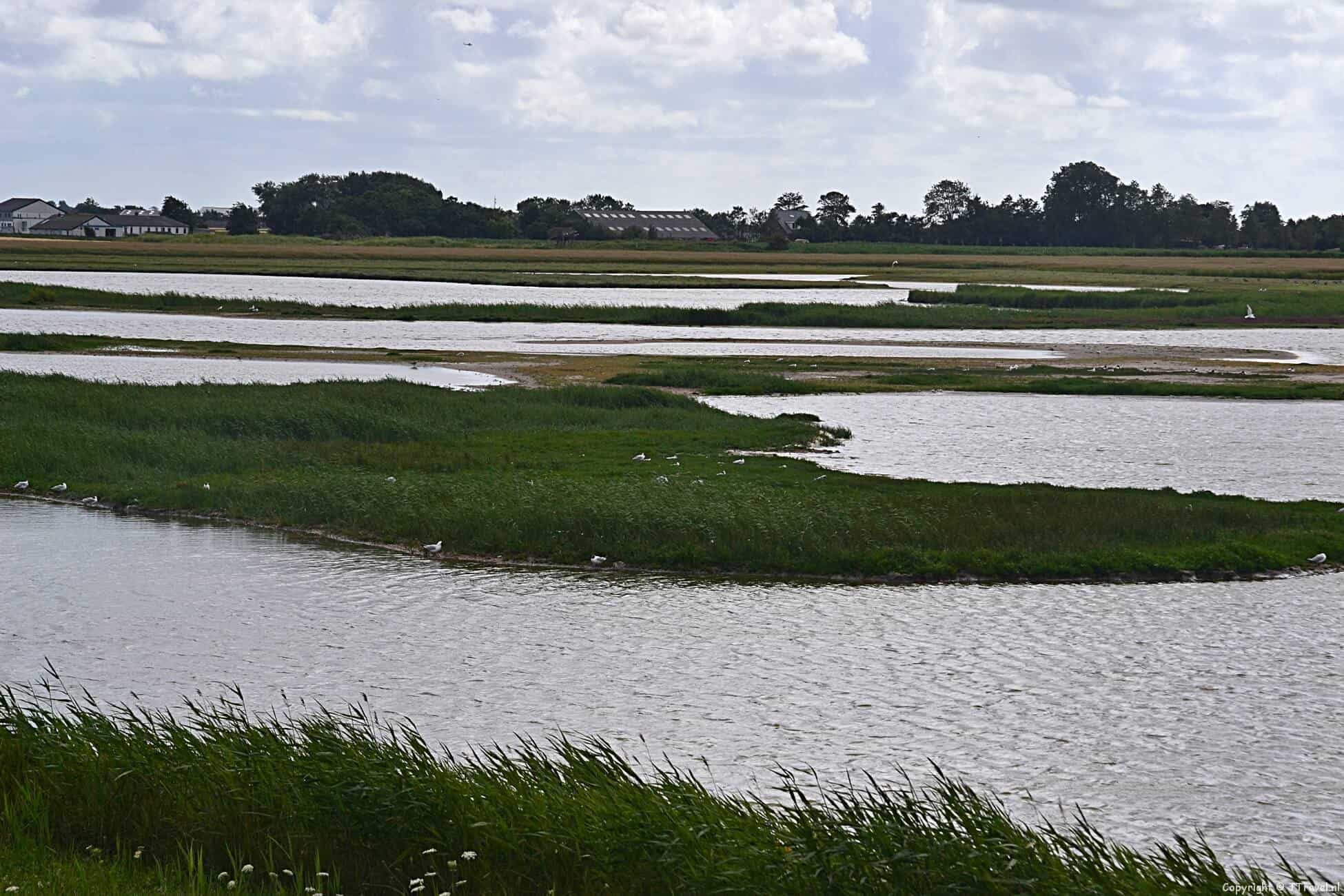 Natuurgebied Utopia Texel 2017