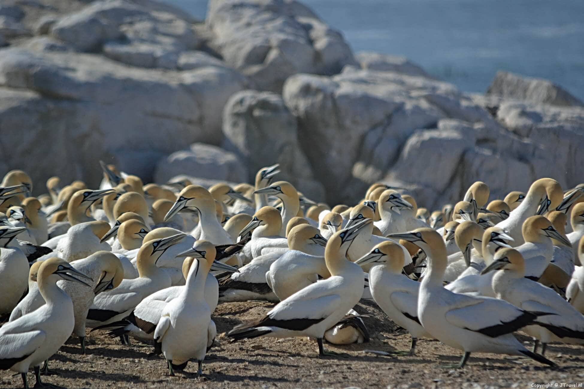 Vogeleiland in Zuid-Afrika