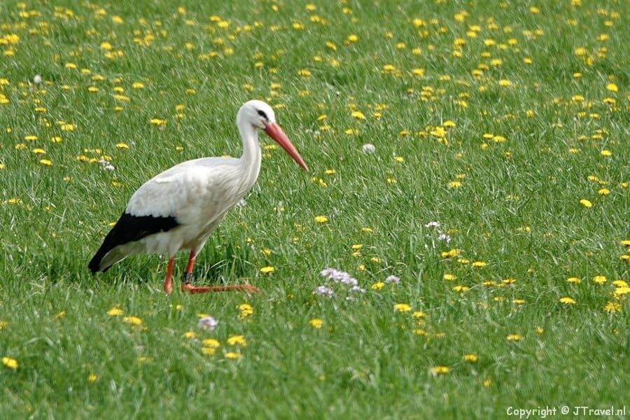Een ooievaar onderweg tijdens de 23e etappe van het Westerborkpad / Copyright JTravel.nl