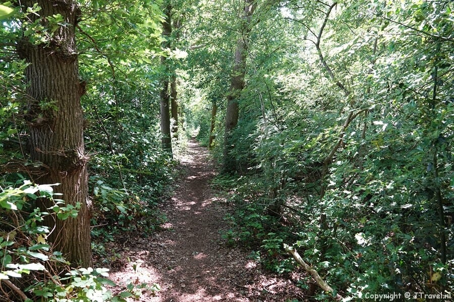 Het bos tijdens de 25e etappe van het Westerborkpad / Copyright JTravel.nl