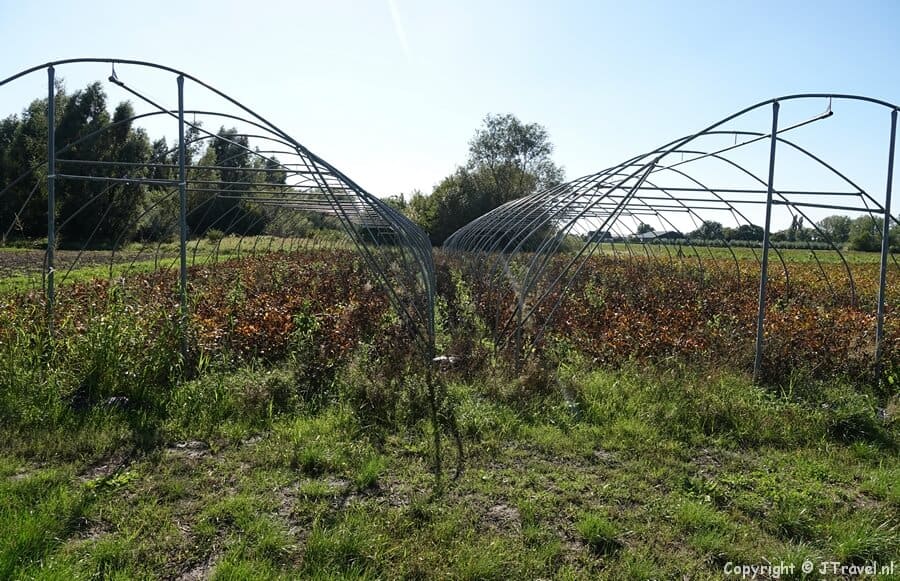 Boerenland tijdens mijn wandeling tussen Zwaanshoek en Hoofddorp