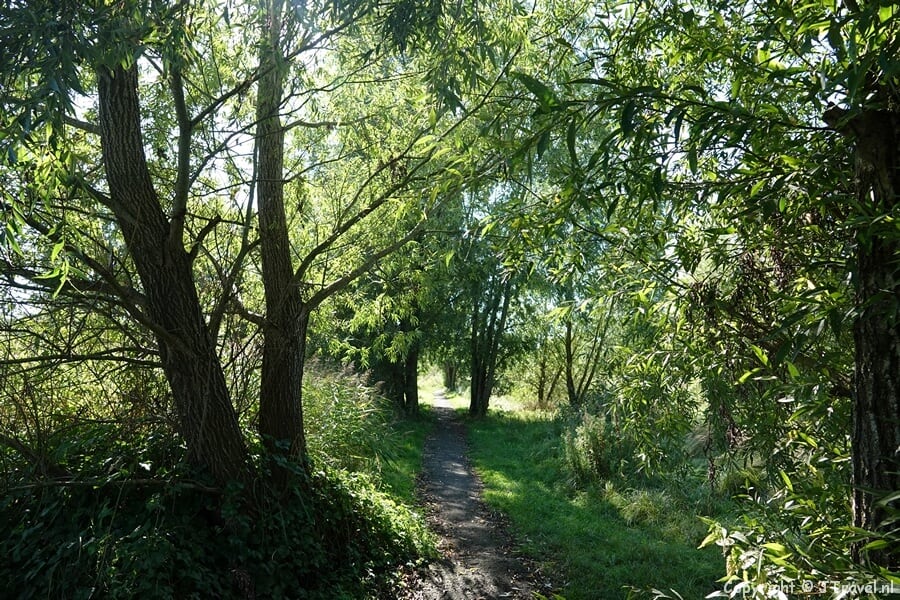 Bospad tijdens mijn wandeling tussen Zwaanshoek en Hoofddorp