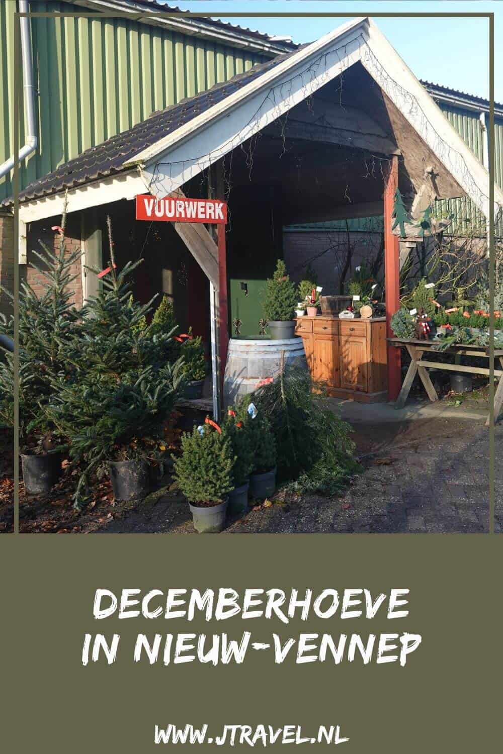Bij de Decemberhoeve in Nieuw-Vennep mag u uw eigen kerstboom zagen. In de landbouwschuur is een uitgebreid assortiment kerstverlichting, kerstballen, kerstdorponderdelen in Dickenssfeer, kerststukken, kaarsen en accessoires te koop. Meer leest u in dit artikel. #decemberhoeve #nieuwvennep #haarlemmermeer #hotspot #jtravelblog #jtravel