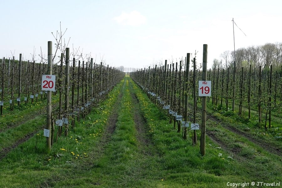 Landgoed De Olmenhorst tijdens mijn wandeling tussen Nieuw-Vennep en Lisserbroek