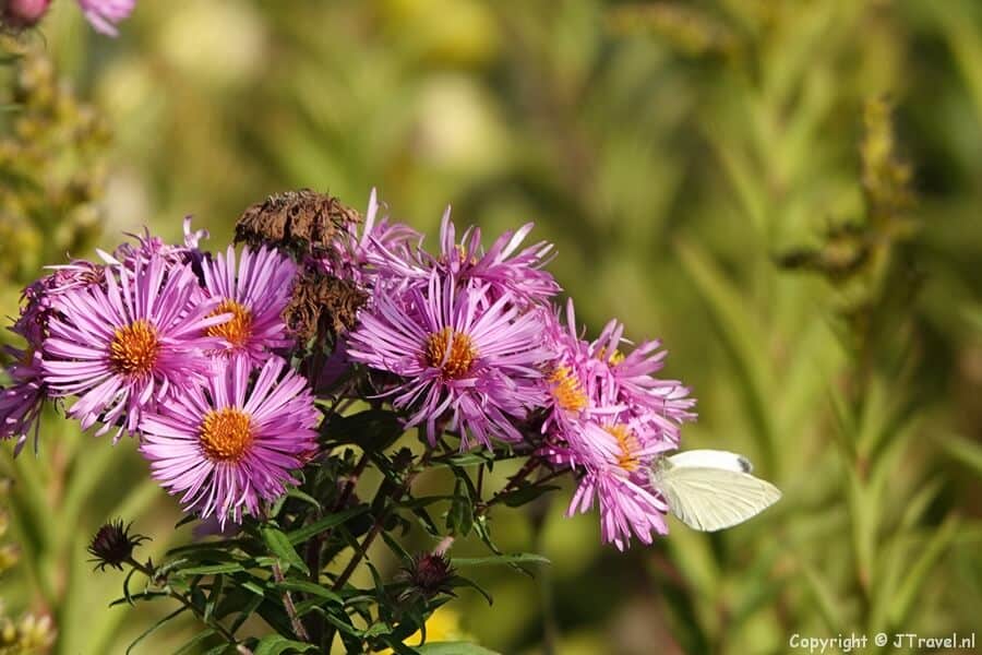 Herfstaster in de volkstuinen tijdens mijn wandeling tussen Zwaanshoek en Hoofddorp