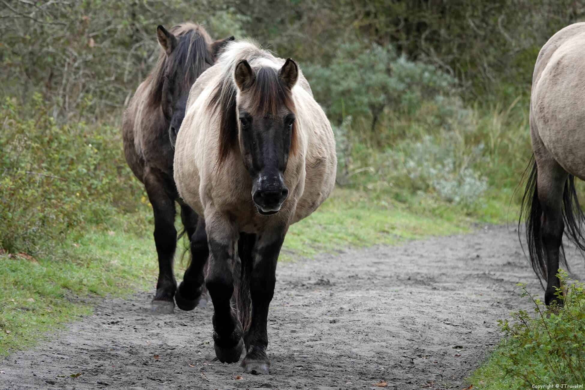 Konikpaarden op Landgoed Koningshof in Nationaal Park Zuid-Kennemerland