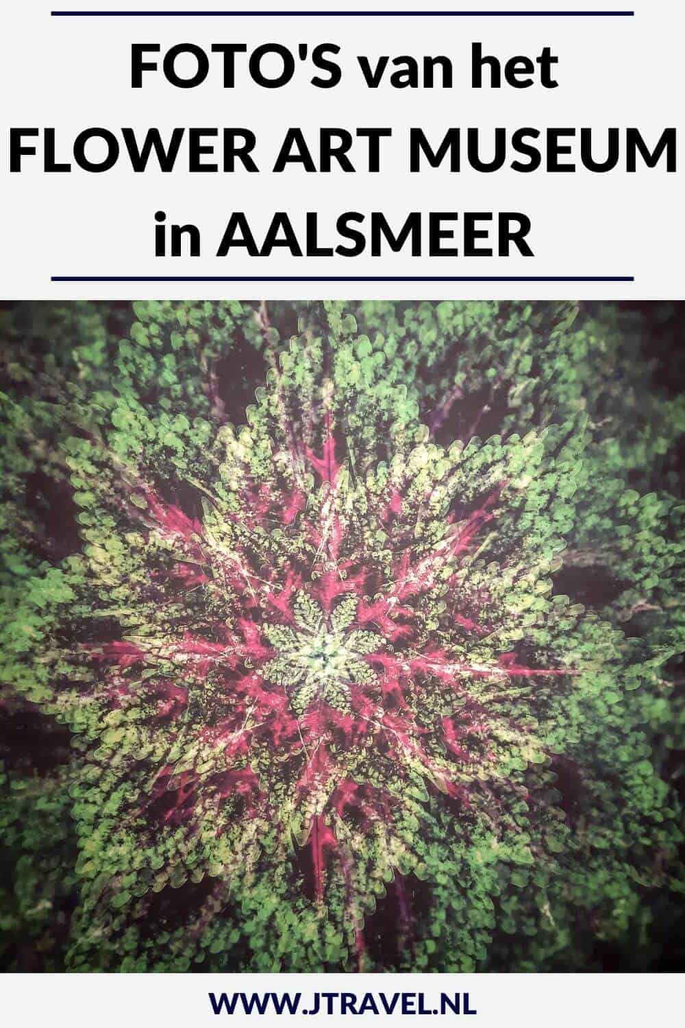 In Aalsmeer bezocht ik het Flower Art Museum in Aalsmeer. Het Flower Art Museum organiseert tentoonstellingen met als centrale thema bloemen, planten en natuur in de hedendaagse kunst. Mijn foto's zie je in dit artikel. #flowerartmuseum #aalsmeer #museum #museumkaart #jtravel #jtravelblog