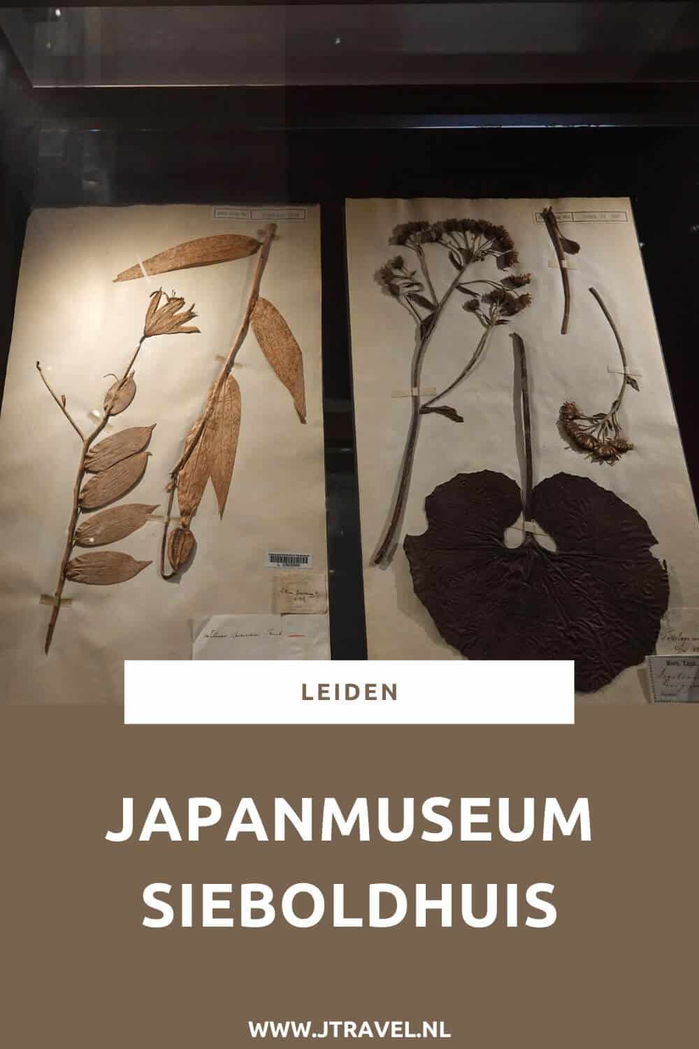 In het Japanmuseum SieboldHuis aan de Rapenburg in Leiden zie je veel voorwerpen uit Japan, zoals lakwerk, keramiek, geprepareerde dieren, munten, kleding, oude landkaarten en prenten. Deze voorwerpen zijn tussen 1823 en 1829 verzameld door Philipp Franz von Siebold. Gratis toegankelijk met je museumkaart. Meer over dit museum lees je in dit artikel. Lees je mee? #leiden #japanumuseumsieboldhuis #museumkaart #museum #jtravel #jtravelblog