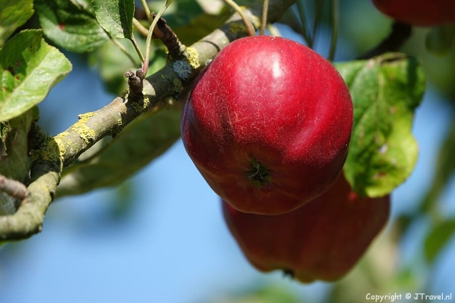 Hoogstamboomgaard op Landgoed Borg Verhildersum in Leens