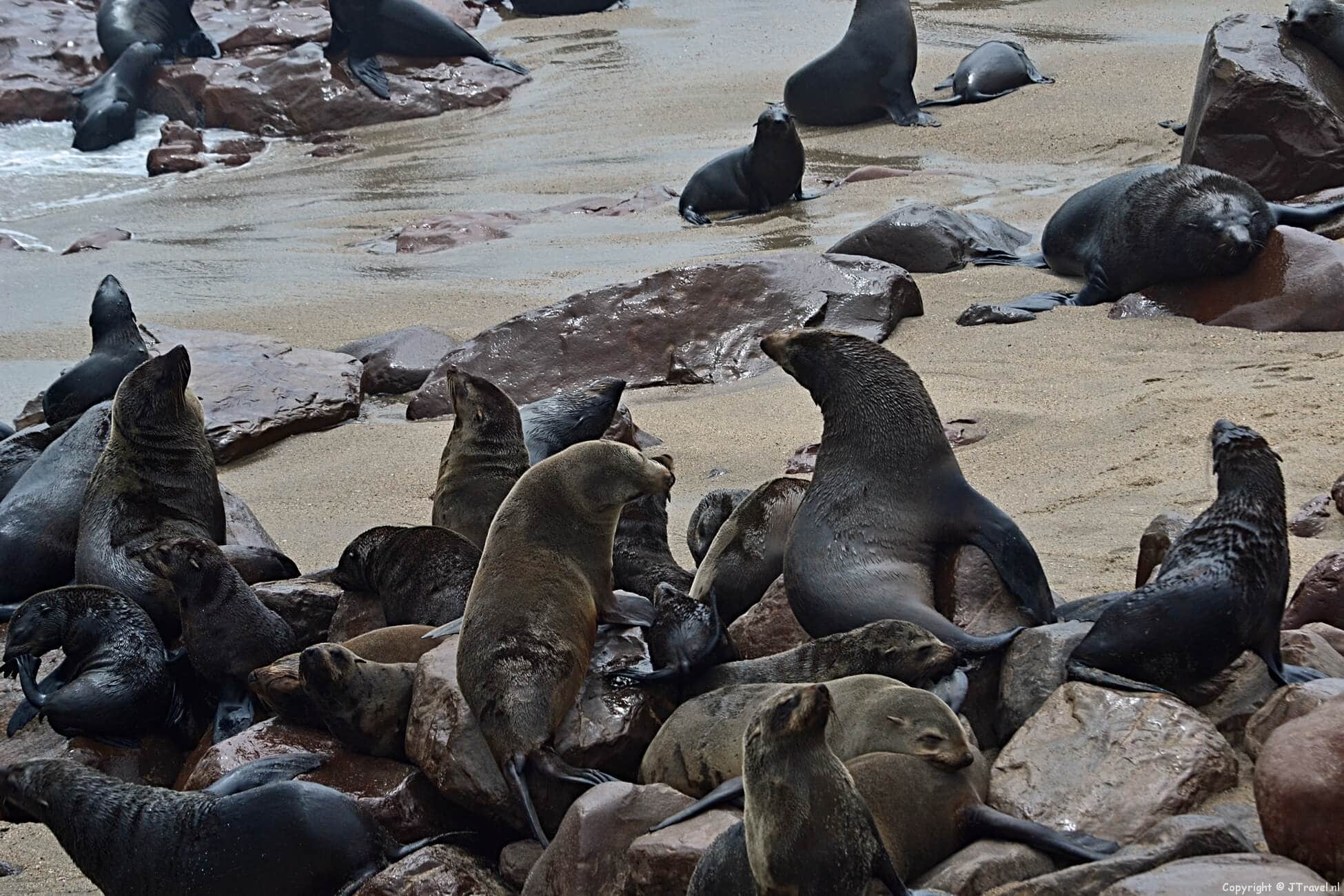 Cape Cross in Namibië