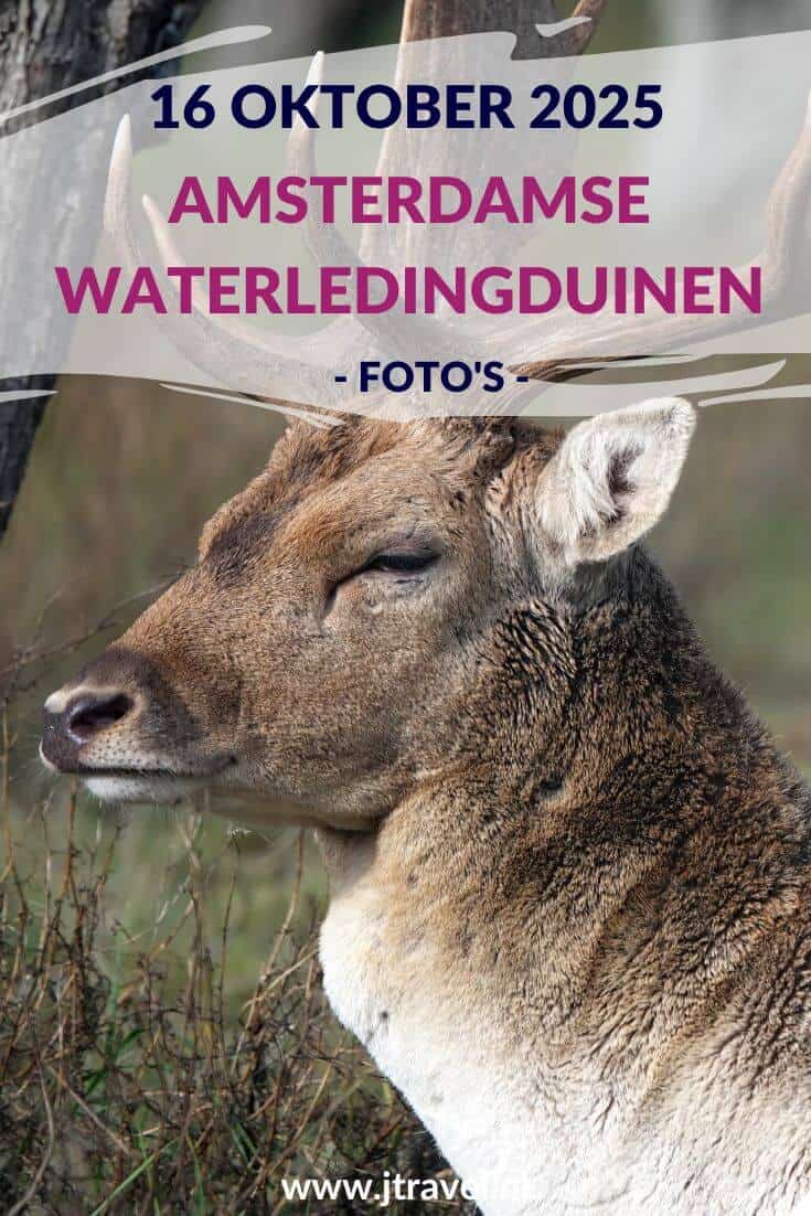 Ik maakte een wandeling in de Amsterdamse Waterleidingduinen. Dit keer zag ik veel damherten en veel paddenstoelen. Mijn foto’s zie je hier. Kijk je mee? #awd #damhert #paddenstoelen #wandelen #hiken #jtravel #jtravelblog #fotos