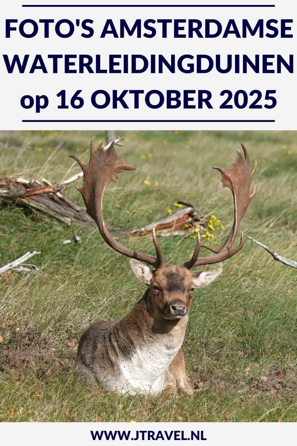 Ik maakte een wandeling in de Amsterdamse Waterleidingduinen. Dit keer zag ik veel damherten en veel paddenstoelen. Mijn foto’s zie je hier. Kijk je mee? #awd #damhert #paddenstoelen #wandelen #hiken #jtravel #jtravelblog #fotos