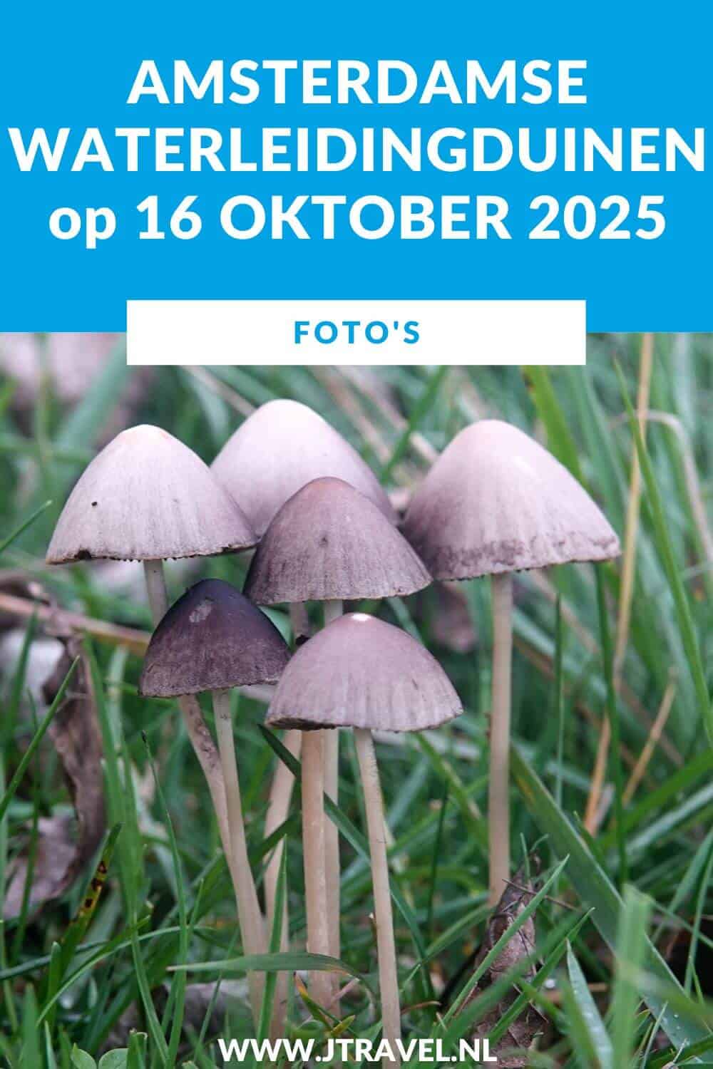 Ik maakte een wandeling in de Amsterdamse Waterleidingduinen. Dit keer zag ik veel damherten en veel paddenstoelen. Mijn foto’s zie je hier. Kijk je mee? #awd #damhert #paddenstoelen #wandelen #hiken #jtravel #jtravelblog #fotos