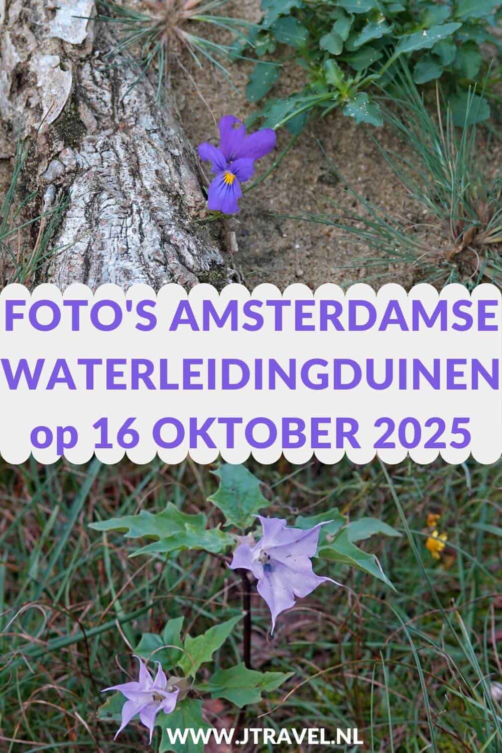 Ik maakte een wandeling in de Amsterdamse Waterleidingduinen. Dit keer zag ik veel damherten en veel paddenstoelen. Mijn foto’s zie je hier. Kijk je mee? #awd #damhert #paddenstoelen #wandelen #hiken #jtravel #jtravelblog #fotos