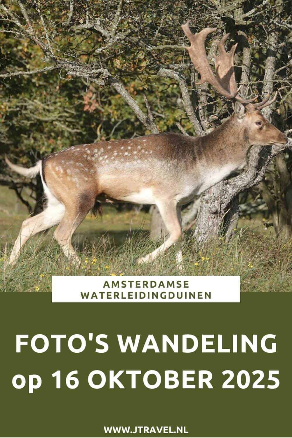 Ik maakte een wandeling in de Amsterdamse Waterleidingduinen. Dit keer zag ik veel damherten en veel paddenstoelen. Mijn foto’s zie je hier. Kijk je mee? #awd #damhert #paddenstoelen #wandelen #hiken #jtravel #jtravelblog #fotos