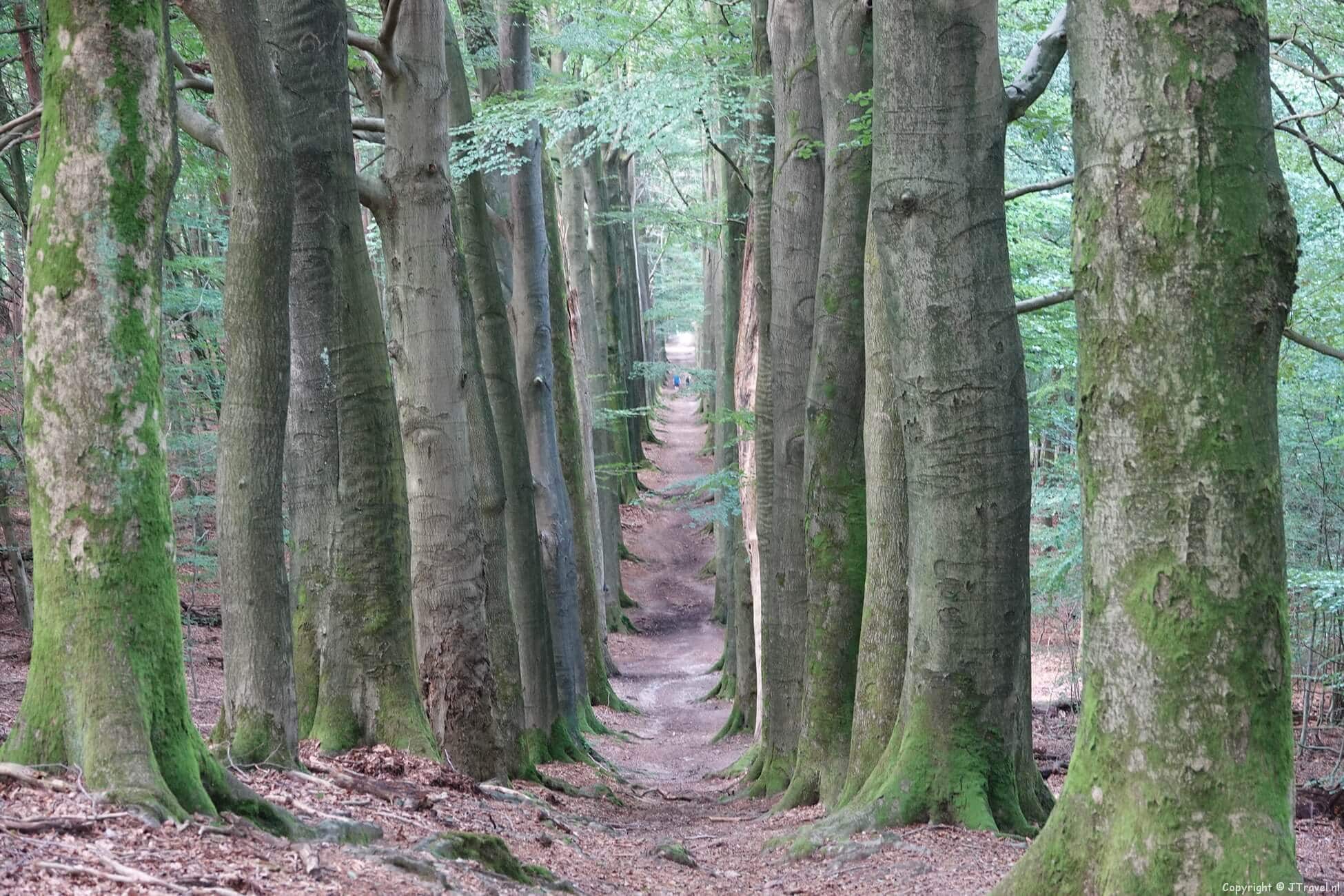 Foto's van mijn wandeling van Dieren naar Rheden