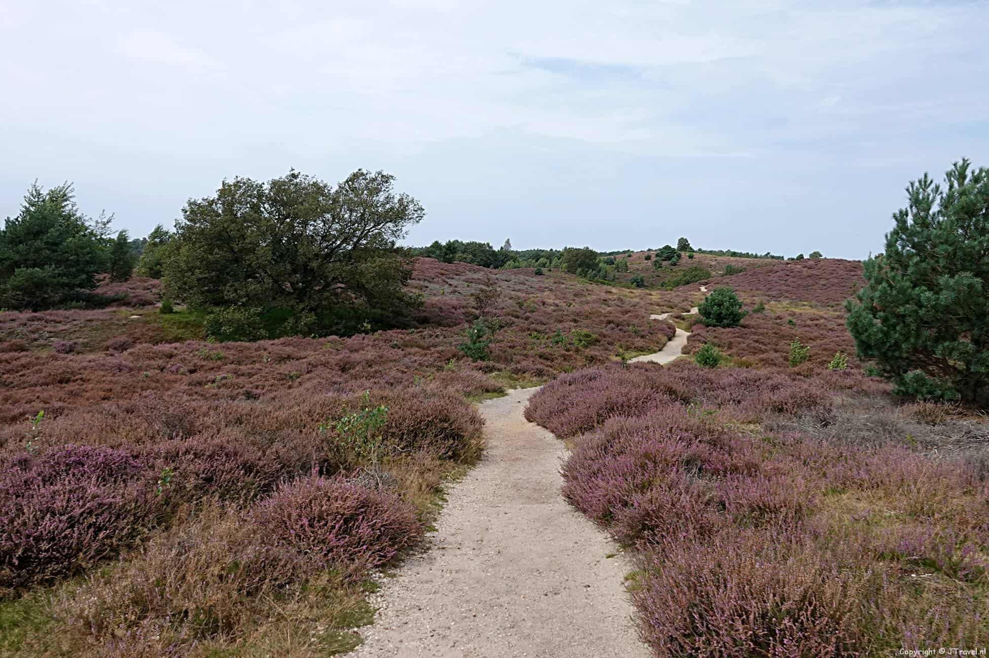 Mijn wandeling van Dieren naar Rheden