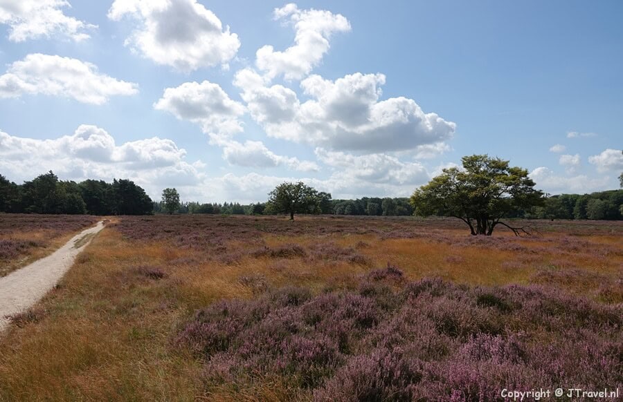 De Blaricummerheide tijdens mijn wandeling over de Blaricummerheide en de Tafelbergheide