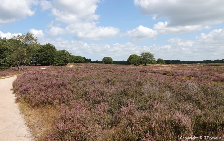 De Blaricummerheide tijdens mijn wandeling over de Blaricummerheide en de Tafelbergheide