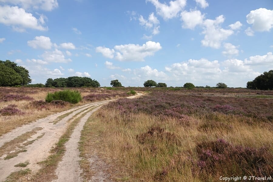 De Tafelbergheide tijdens mijn wandeling over de Blaricummerheide en de Tafelbergheide