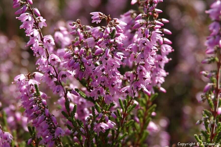 Heide tijdens mijn wandeling over de Blaricummerheide en de Tafelbergheide