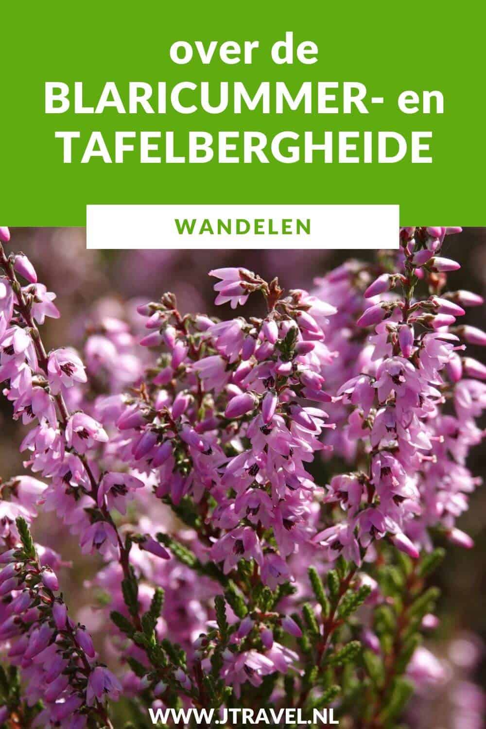 Ik maakte een wandeling in het Gooi over de Blaricumerheide en de Tafelbergheide. Een wandeling over de heidevelden die op dat moment in bloei staan en door de bossen. Wandel je mee met over de heide. #blaricum #blaricumerheide #tafelbergheide #jtravel #jtravelblog