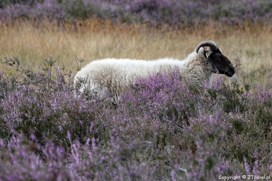 Een schaap op de Blaricummerheide tijdens mijn wandeling over de Blaricummerheide en de Tafelbergheide