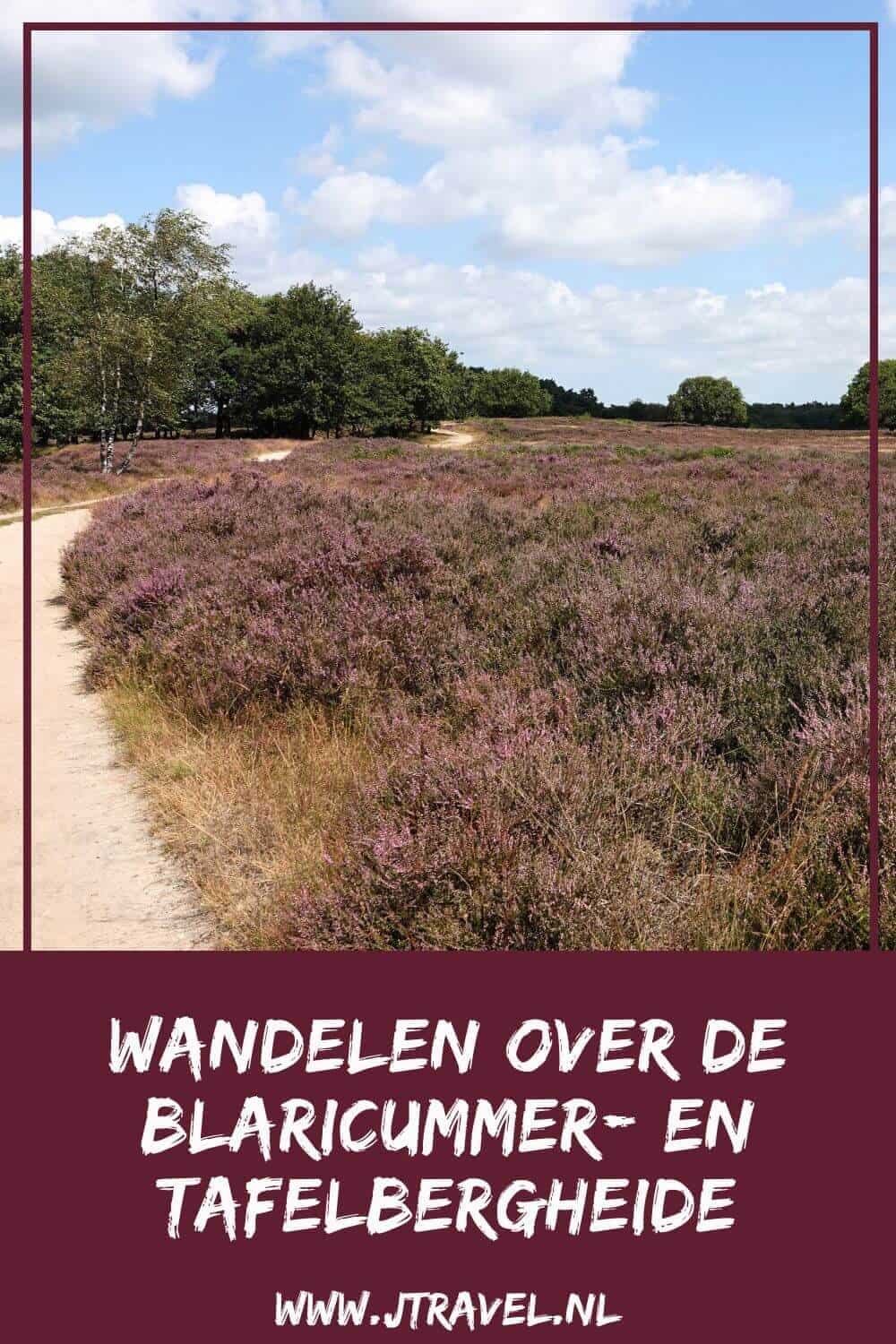 Ik maakte een wandeling in het Gooi over de Blaricumerheide en de Tafelbergheide. Een wandeling over de heidevelden die op dat moment in bloei staan en door de bossen. Wandel je mee met over de heide. #blaricum #blaricumerheide #tafelbergheide #jtravel #jtravelblog