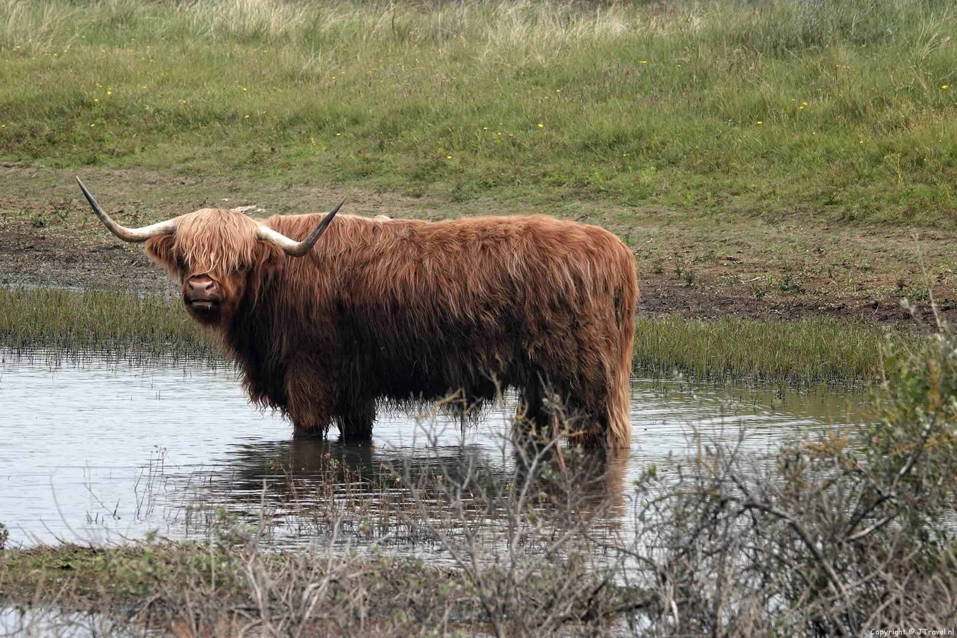 Foto's van mijn wandeling in de Kennemerduinen
