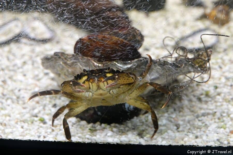 Een zeevis in het Juttersmu-ZEE-um in Zandvoort