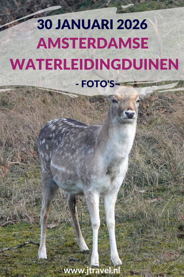 Ik liep de Trage Tocht Amsterdamse Waterleidingduinen. Vanaf ingang Zandvoortselaan loop ik via Oranjekom/Oase en Panneland via het Eiland van Rolvers weer naar de Zandvoortselaan. Onderweg beklim ik de Rozenberg en de Appelenberg en zie ik bunkers en damherten. In dit artikel neem ik je mee naar de Amsterdamse Waterleidingduinen. #amsterdamsewaterleidingduinen #trage tocht #wandelen #jtravelblog #jtravel