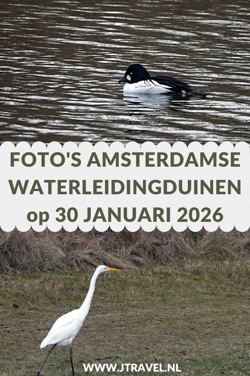 Ik liep de Trage Tocht Amsterdamse Waterleidingduinen. Vanaf ingang Zandvoortselaan loop ik via Oranjekom/Oase en Panneland via het Eiland van Rolvers weer naar de Zandvoortselaan. Onderweg beklim ik de Rozenberg en de Appelenberg en zie ik bunkers en damherten. In dit artikel neem ik je mee naar de Amsterdamse Waterleidingduinen. #amsterdamsewaterleidingduinen #trage tocht #wandelen #jtravelblog #jtravel