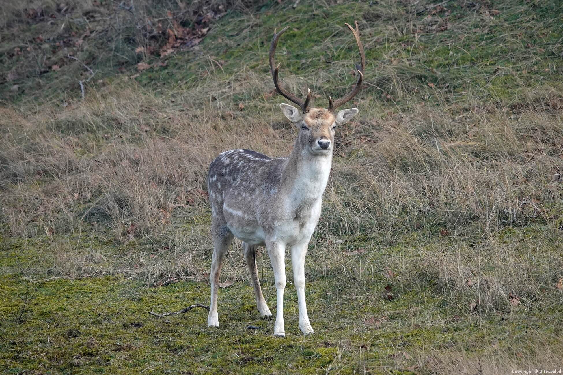 Foto’s van mijn wandeling in de Amsterdamse Waterleidingduinen op 30 januari 2026