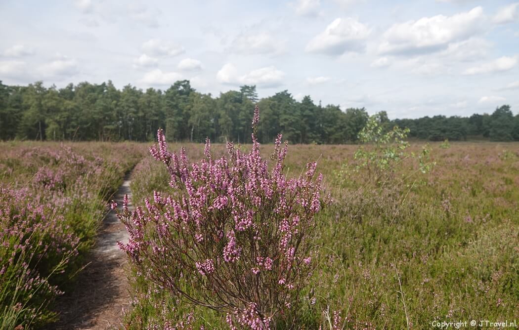 De Noorderheide tijdens mijn wandeling rond Vierhouten
