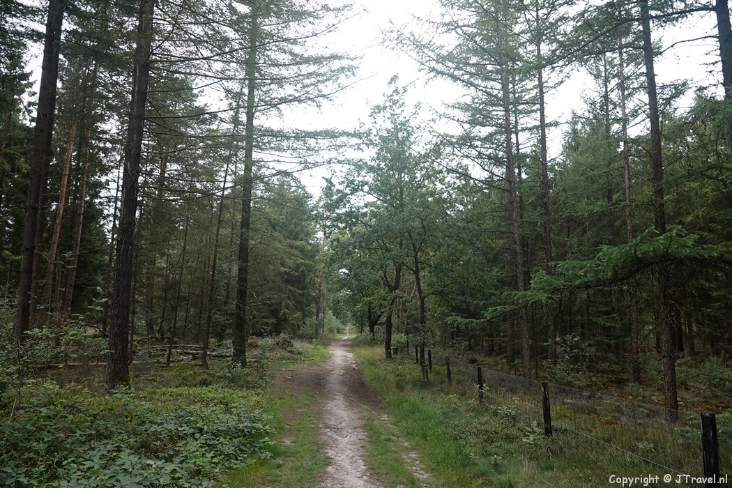 Een bospad tijdens mijn wandeling rond Vierhouten