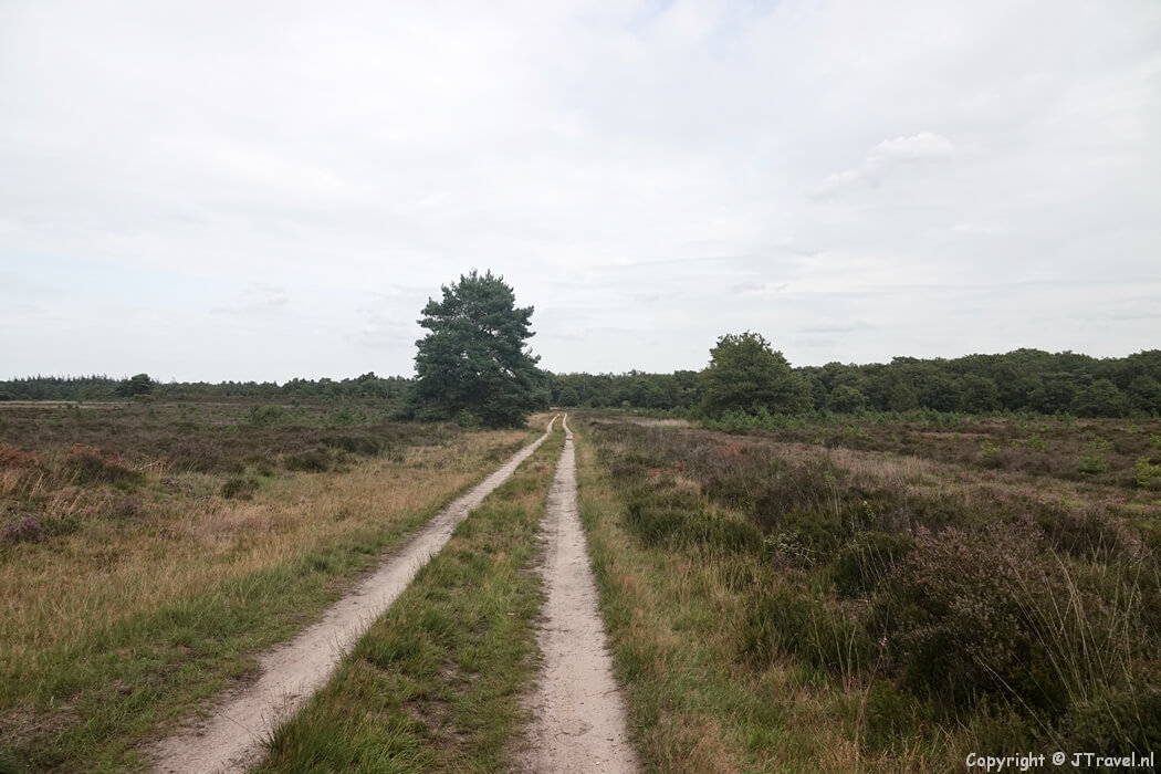 De Elspeetse heide tijdens mijn wandeling rond Vierhouten