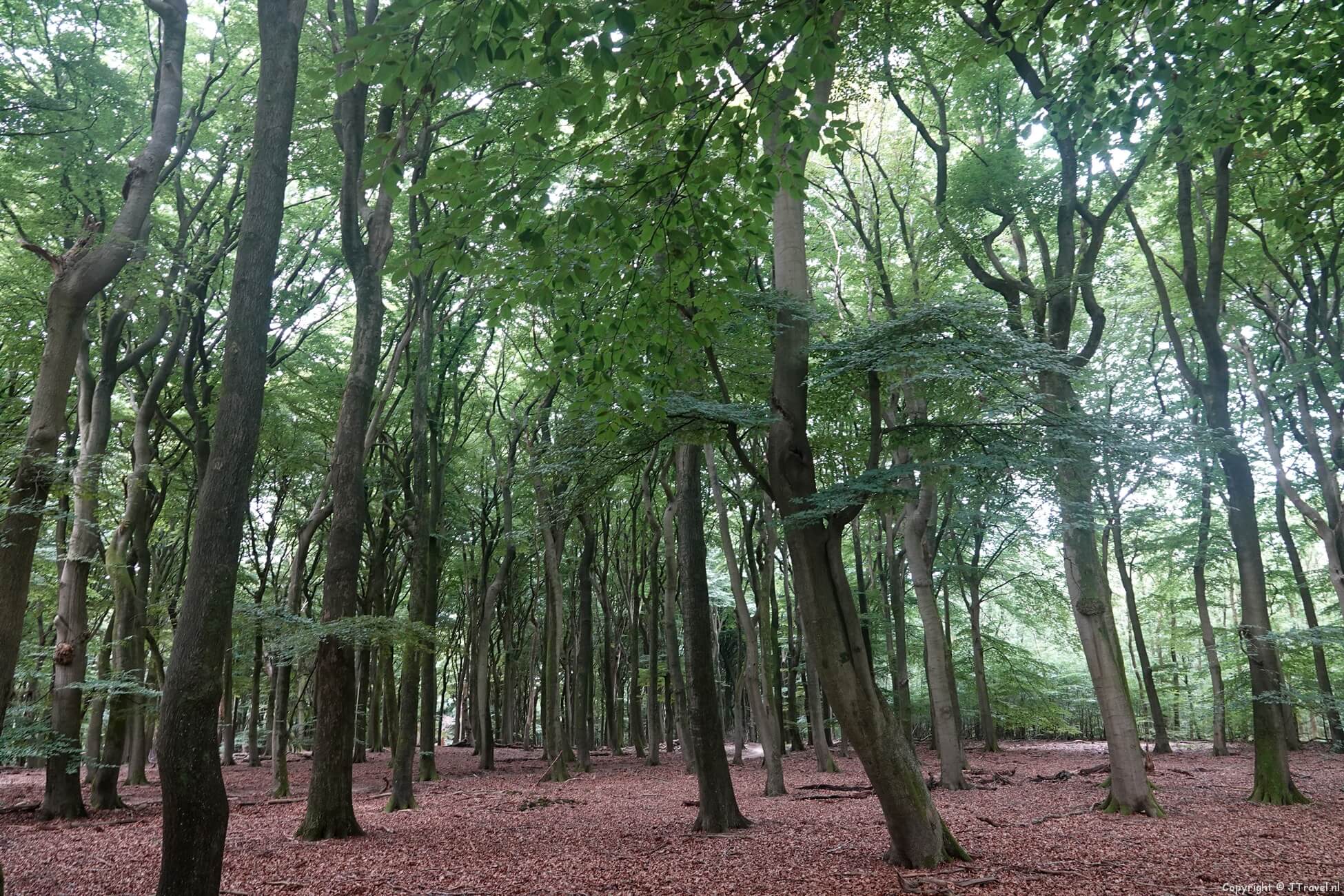 Foto's van mijn wandeling rond Vierhouten