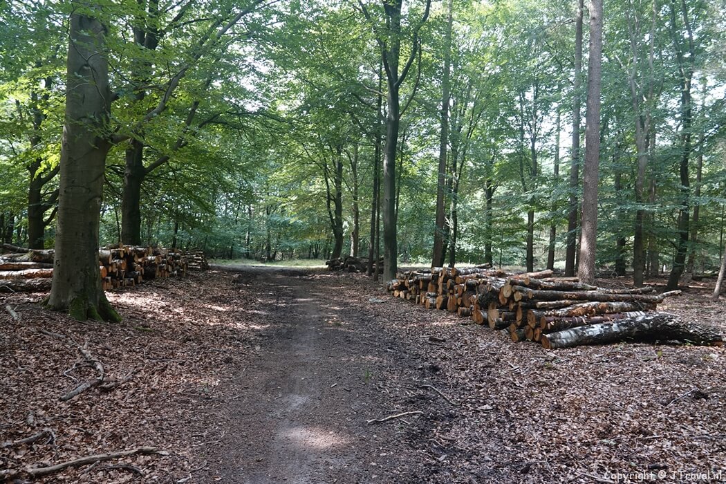 Het bos tijdens mijn wandeling rond Vierhouten