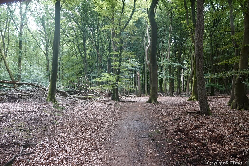 Het Vierhouterbos tijdens mijn wandeling rond Vierhouten