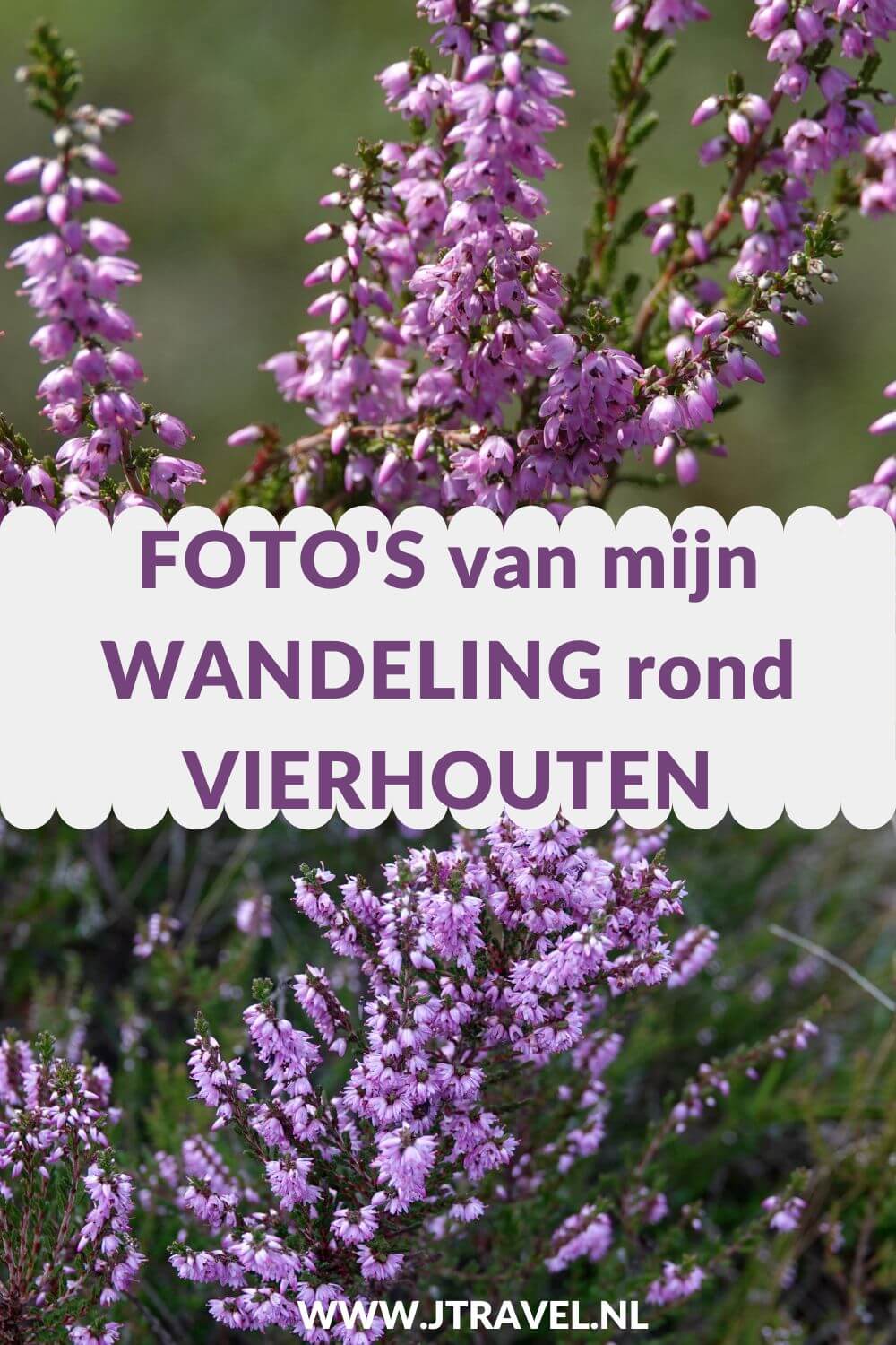 Ik maakte een wandeling rond Vierhouten vanuit het centrum van Vierhouten, door het Vierhouterbos naar Elspeet en via de Elspeetse Heide terug naar Vierhouten. Een mooie wandeling over de Veluwe door een oud bos en over uitgestrekte heidevelden. Mijn foto's zie je in dit artikel. #wandelen #groenewissel #vierhouten #jtravelblog #jtravel #fotos