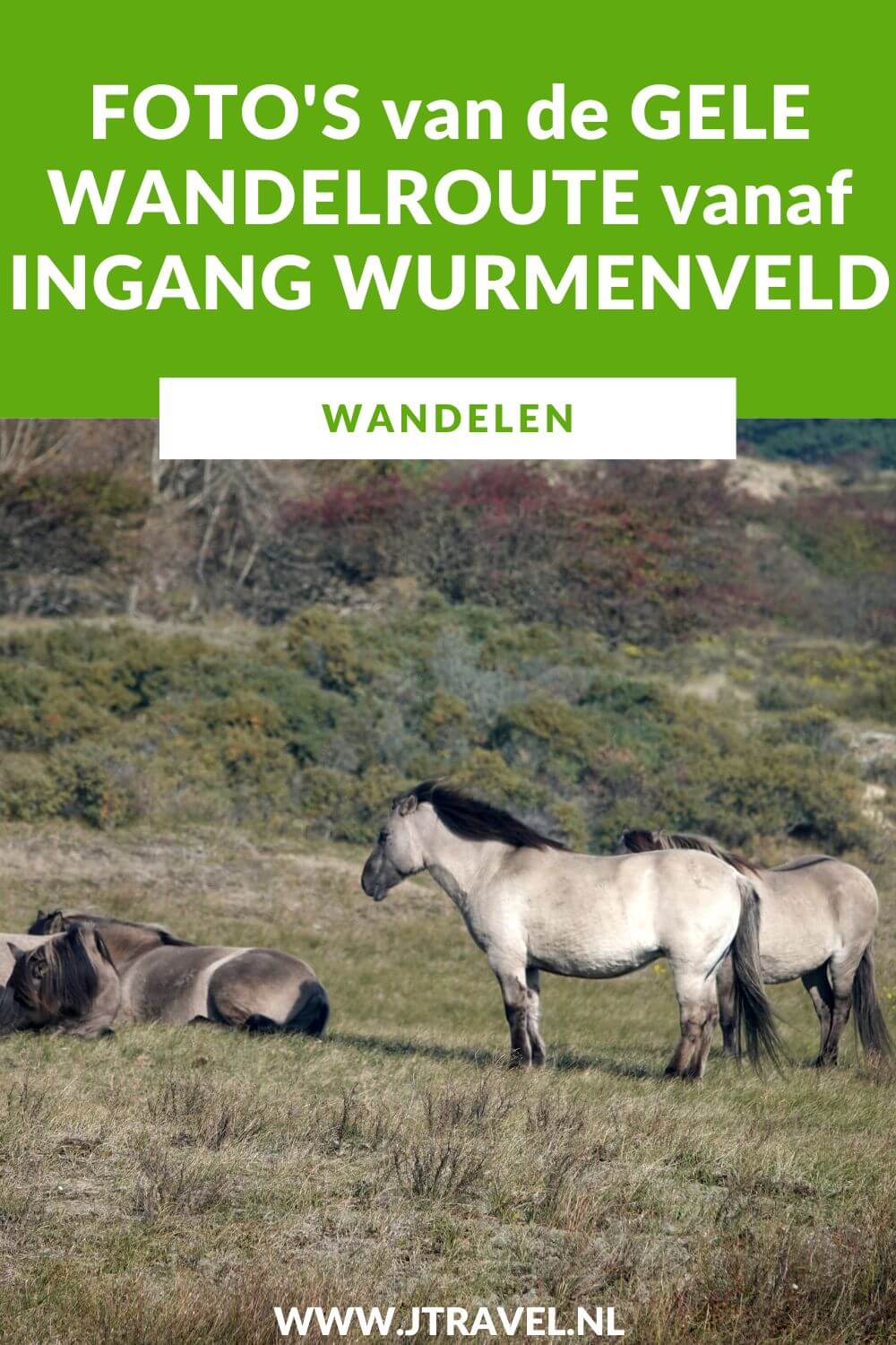 Ik liep de gele wandelroute vanaf ingang Wurmenveld in Nationaal Park Zuid-Kennemerland, op zoek naar wisenten, Deze wandeling maak ik aan de hand van de gele routepaaltjes op het Kraansvlak. Mijn foto's zie je in dit artikel. #nationaalparkzuidkennemerland #ingangwurmenveld #wandelen #jtravel #jtravelblog