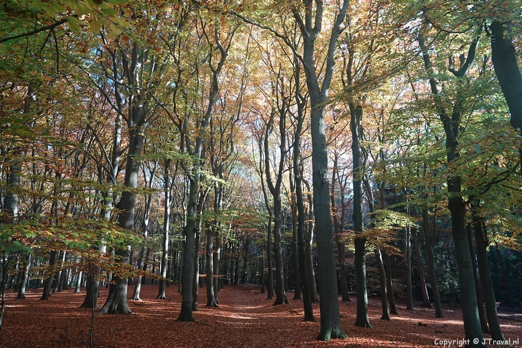 De Kaapse Bossen tijdens mijn wandeling in de bossen rond Maarn