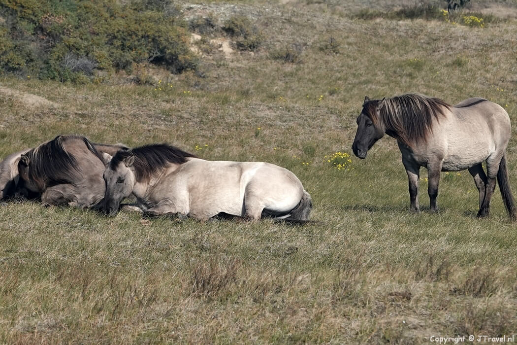 Konikpaarden tijdens de gele wandelroute vanaf ingang Wurmenveld in Nationaal Park Zuid-Kennemerland