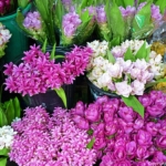 De Bloemenmarkt Pak Khlong Talat in Bangkok<br/>Copyright © JTravel.nl De Bloemenmarkt Pak Khlong Talat in Bangkok / Copyright © JTravel.nl