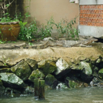 Een leguaan aan de oevers van de klongs in Bangkok<br/>Copyright © JTravel.nl Een leguaan aan de oevers van de klongs in Bangkok / Copyright © JTravel.nl
